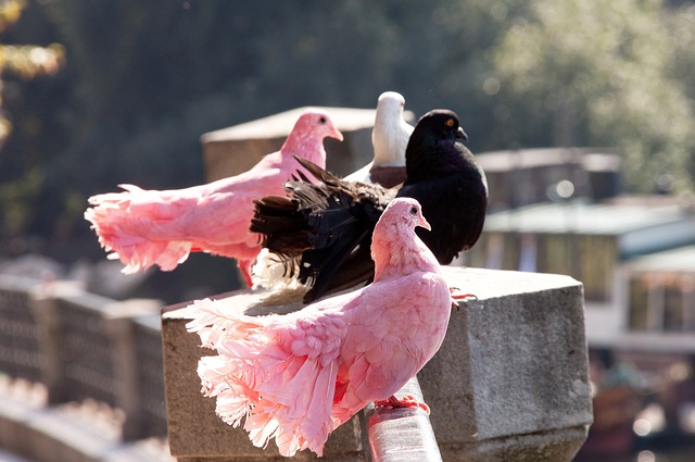 新篮球的界 新篮球的界